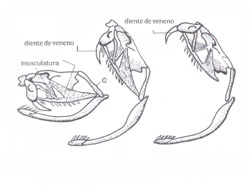 estructura osea de la cabeza de la serpiente venenosa