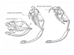 estructura osea de la cabeza de la serpiente venenosa